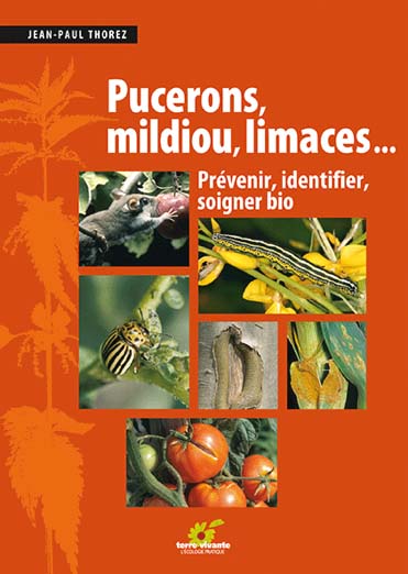 pucerons mildiou